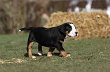 GRAND BOUVIER SUISSE 039